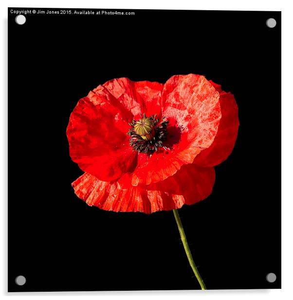 Poppy  Acrylic by Jim Jones