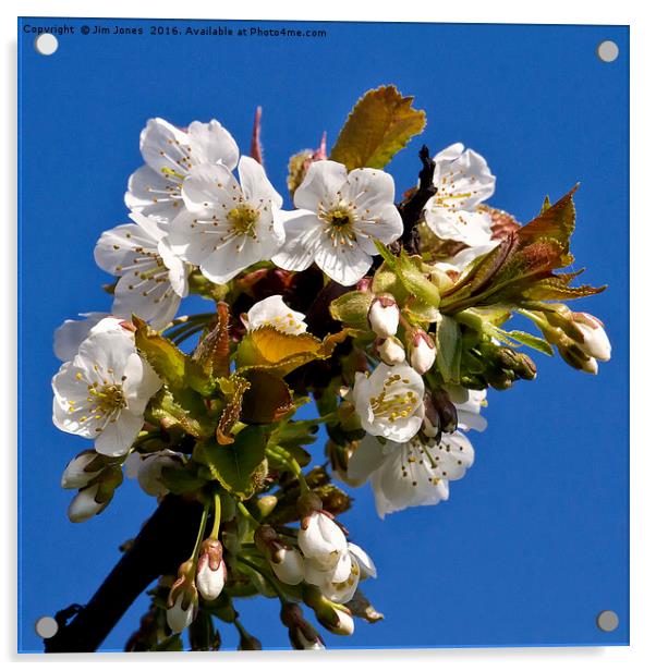 Hawthorn blossom Acrylic by Jim Jones