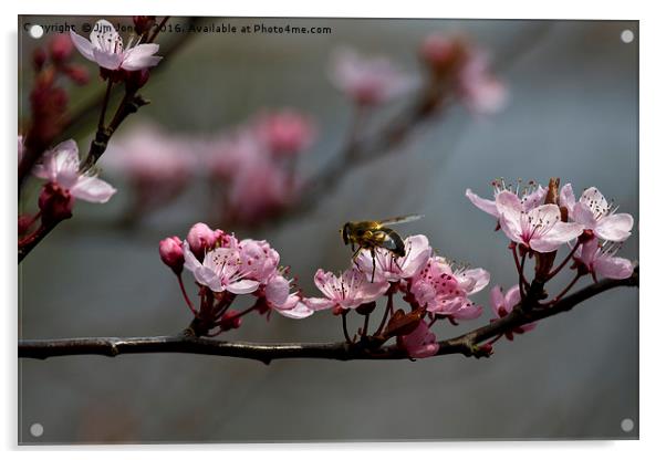 Bee, blossom and promise of spring Acrylic by Jim Jones