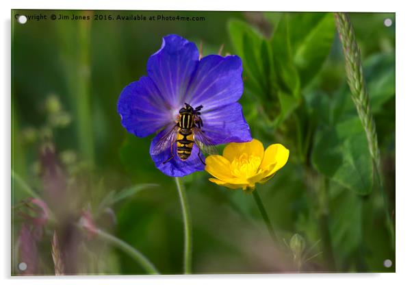 Cranesbill, buttercup and wasp Acrylic by Jim Jones