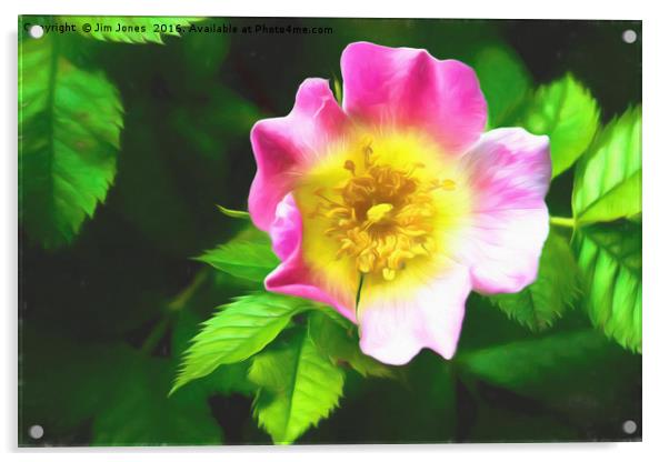 Artistic Dog Rose Acrylic by Jim Jones