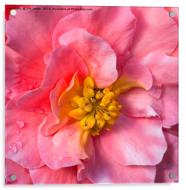 Blooming Beautiful Begionia Acrylic by Jim Jones