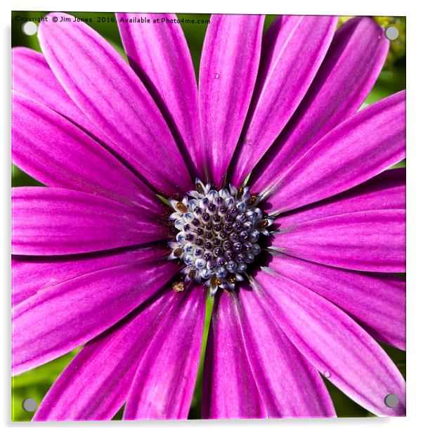 Purple Daisy Acrylic by Jim Jones