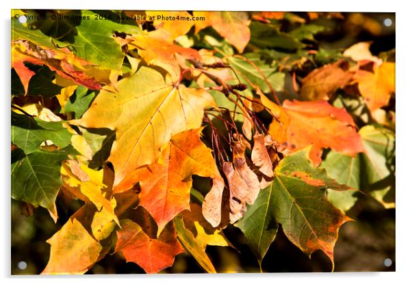 Autumn Colours Acrylic by Jim Jones