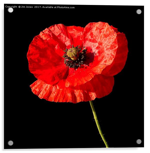 Remembrance Poppy Acrylic by Jim Jones