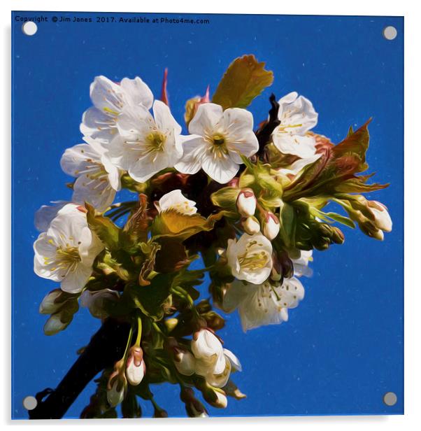 Artistic Hawthorne Blossom Acrylic by Jim Jones