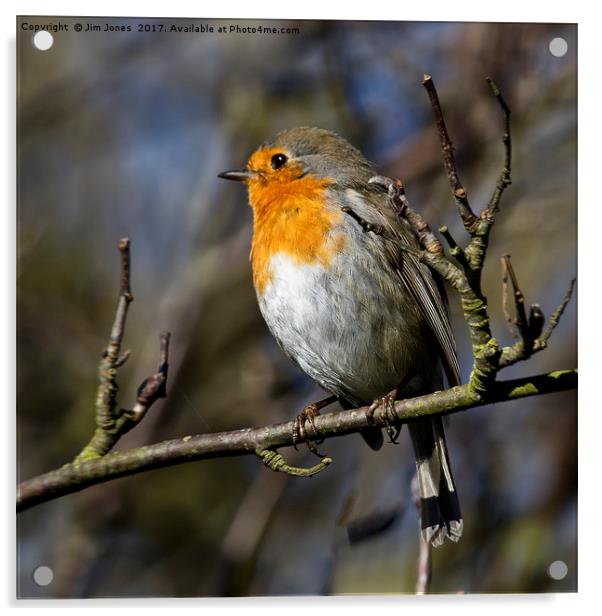 Robin Red Breast Acrylic by Jim Jones