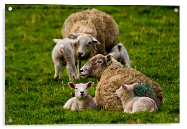 Spring lambs Acrylic by Jim Jones