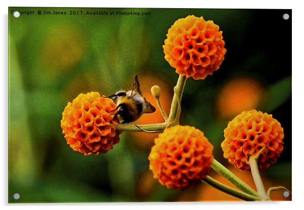 Artistic Busy bee on buddleia Acrylic by Jim Jones