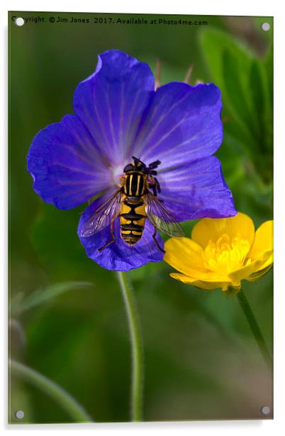 Cranesbill, Buttercup and Hoverfly Acrylic by Jim Jones