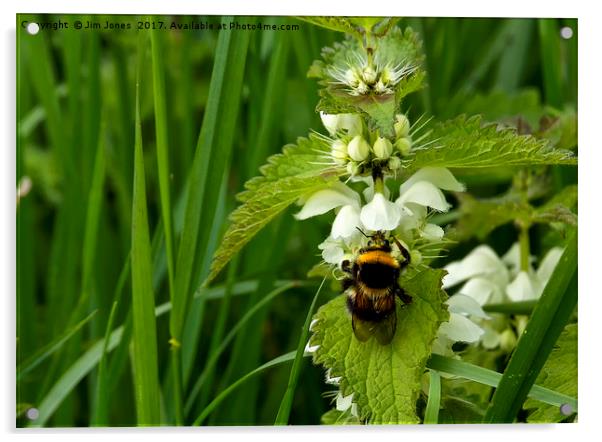 Bee on Nettle flowers; two stingers together Acrylic by Jim Jones