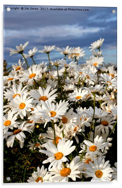 Wild Ox-eye Daisies Acrylic by Jim Jones