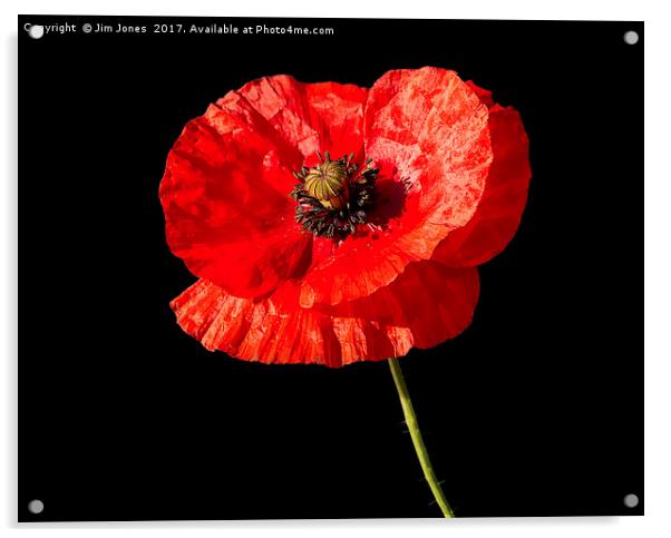 Remembrance Poppy Acrylic by Jim Jones