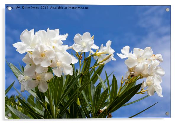 Blue sky and white Oleander Acrylic by Jim Jones