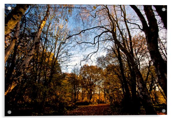 Sunlit Woodland (2) Acrylic by Jim Jones
