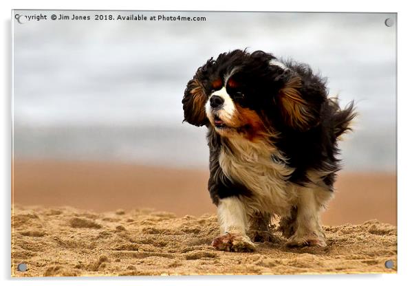 Little dog on a windy beach Acrylic by Jim Jones