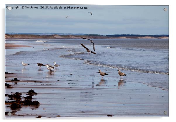 Gulls at the seaside Acrylic by Jim Jones