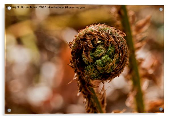 Coiled fern frond Acrylic by Jim Jones