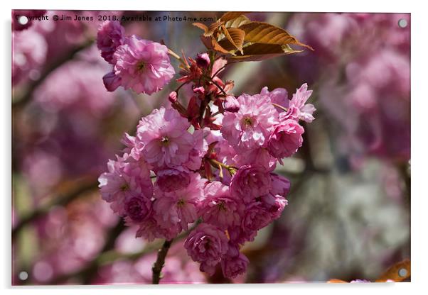 Cherry Pink Acrylic by Jim Jones