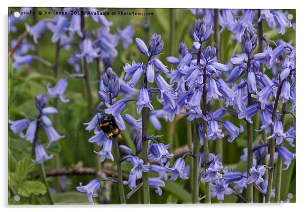 English Bluebells and a Bee Acrylic by Jim Jones