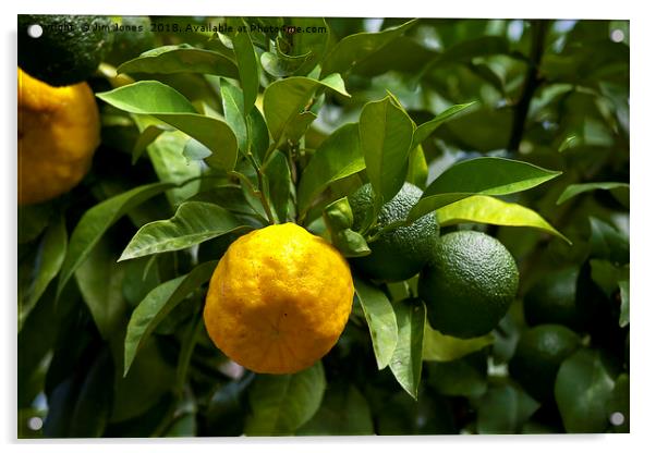 Yellow and green Italian lemons Acrylic by Jim Jones
