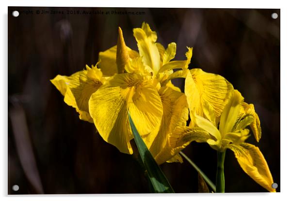 Yellow Flag Iris Acrylic by Jim Jones