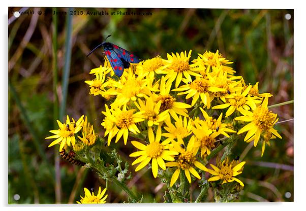 Insects on Common Ragwort Acrylic by Jim Jones