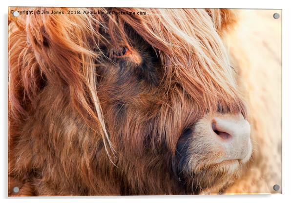 Highland Cow portrait Acrylic by Jim Jones