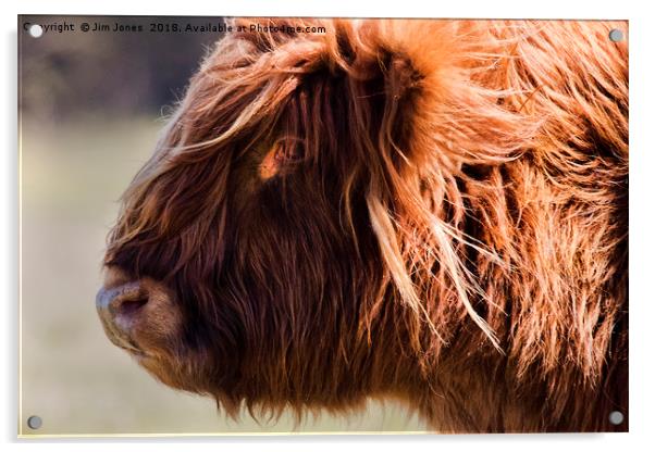 Highland cow portrait (2) Acrylic by Jim Jones