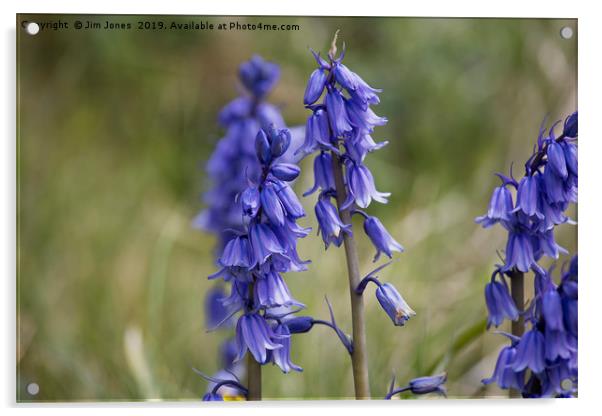 English Wild Flowers - Bluebell (2) Acrylic by Jim Jones