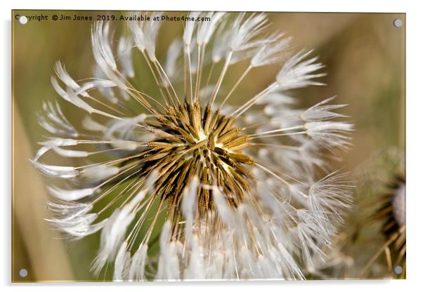 Dandelion seeds and their parachutes (2) Acrylic by Jim Jones