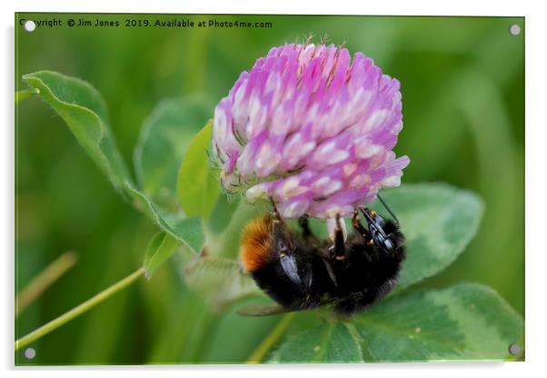 Bee collecting pollen from Clover Acrylic by Jim Jones
