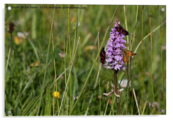Wild Flowers and moths Acrylic by Jim Jones