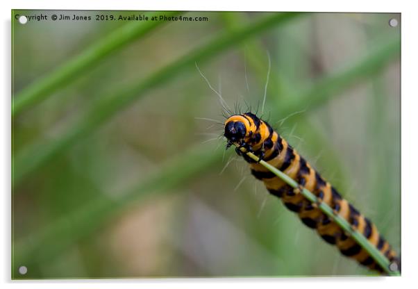 Cinnabar caterpillar on blade of grass. Acrylic by Jim Jones