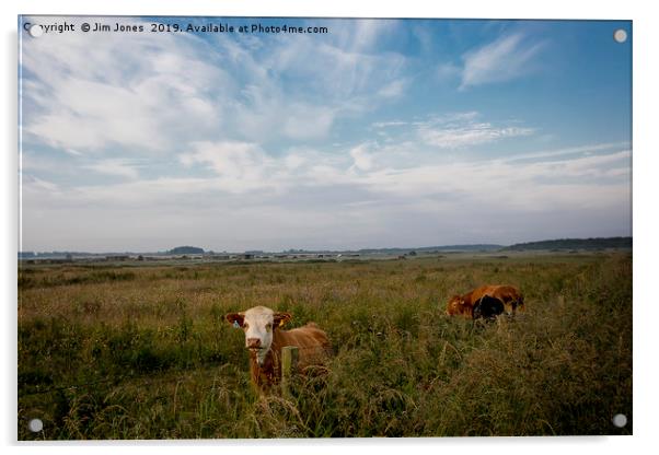 Contented Cows in Flower Meadow Acrylic by Jim Jones