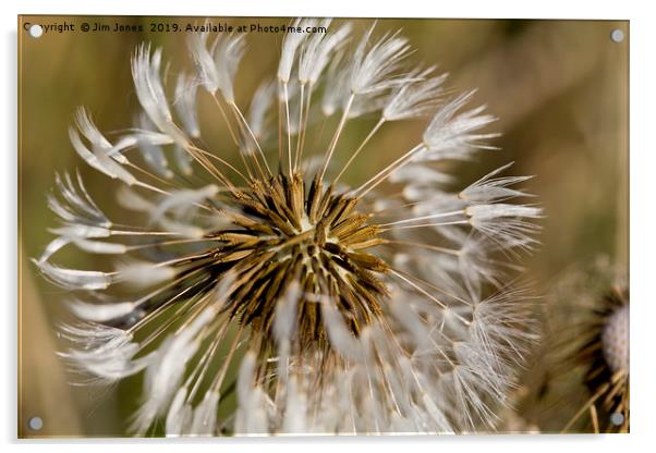 Dandelion seeds and their parachutes (4) Acrylic by Jim Jones