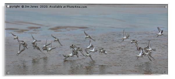 Small flock of Sanderlings in flight Acrylic by Jim Jones