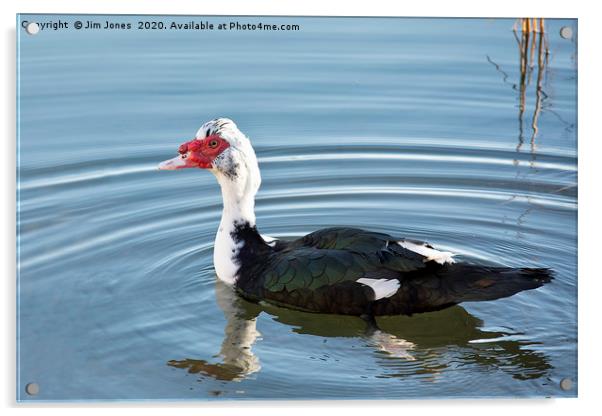 Piebald Muscovy Duck Acrylic by Jim Jones