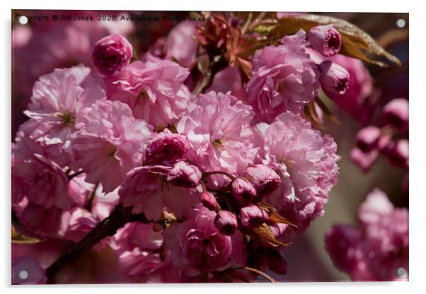 Cherry Blossom in springtime Acrylic by Jim Jones