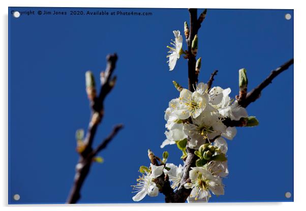 Springtime Plum Blossom Acrylic by Jim Jones