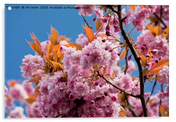 Pink Cherry Blossom against a Blue Sky Acrylic by Jim Jones