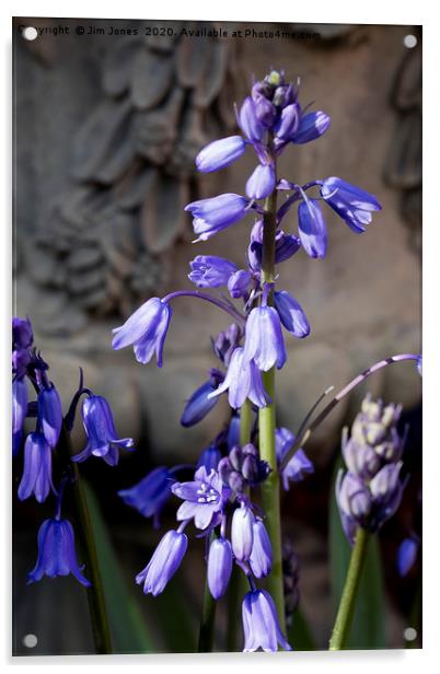 English Bluebells Acrylic by Jim Jones