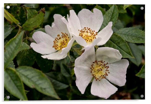 English Wild Flowers - Dog Roses Acrylic by Jim Jones