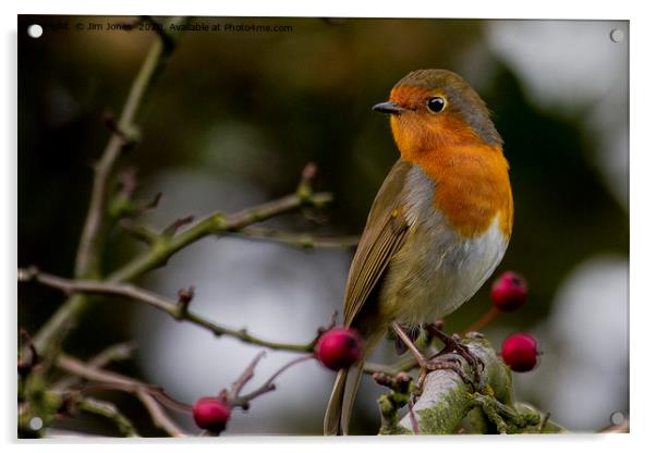 Robin Redbreast Acrylic by Jim Jones