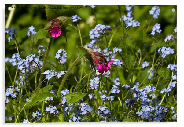 Red Campion and Forget-me-nots Acrylic by Jim Jones