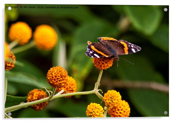 Beautiful Butterfly basking on Buddleia bush. Acrylic by Jim Jones