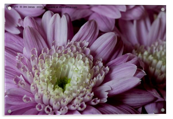 Pretty purple dahlia Acrylic by Jim Jones