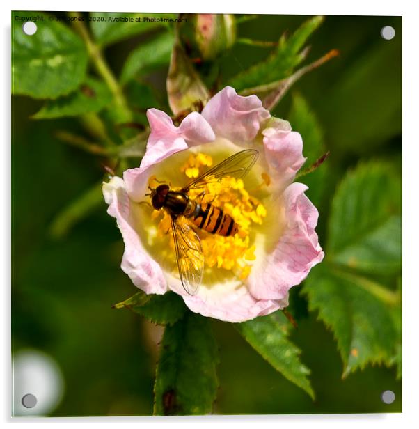 Hoverfly resting in a pink Dog Rose Acrylic by Jim Jones