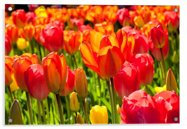 A Frame full of Tulips Acrylic by Jim Jones