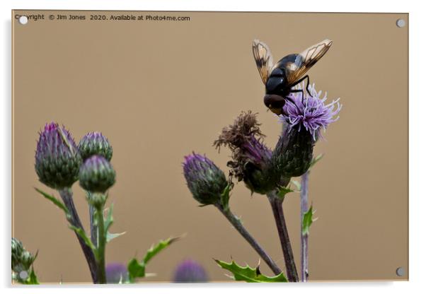 Bee gathering pollen from a Thistle flower Acrylic by Jim Jones